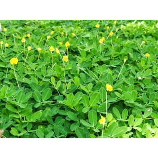 Hạt Giống Cỏ Lạc Đậu Phộng