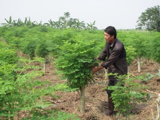 Hạt chùm ngây giống gói 100 hạt