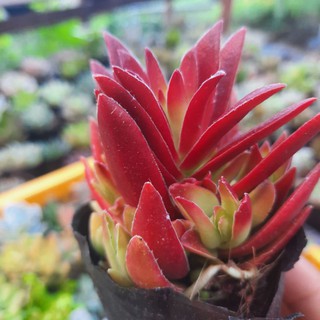 Combo 10 cây sen đá ( ngẩu nhiên )