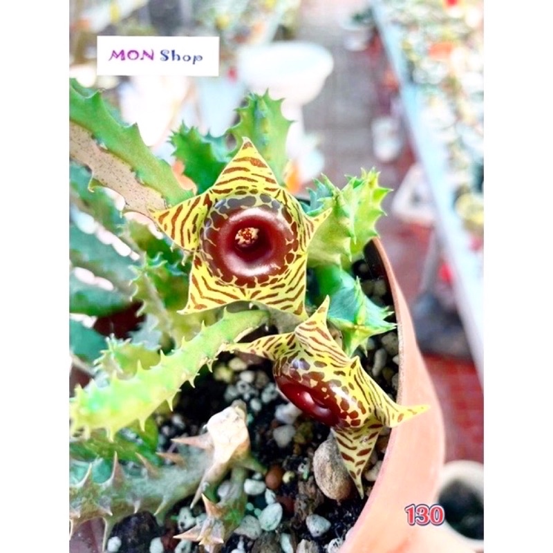 Xương rồng sao biển hoa đẹp