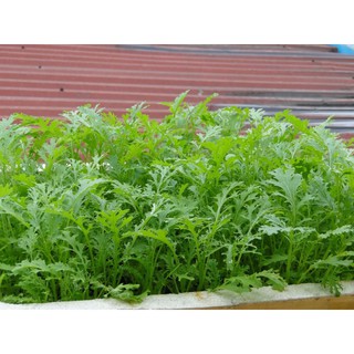 Hạt giống cải đuôi phụng