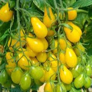 10 HẠT GIỐNG CÀ CHUA QUẢ LÊ VÀNG