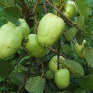 Cây ổi không hạt ( cây chiết 6 tháng ra quả)