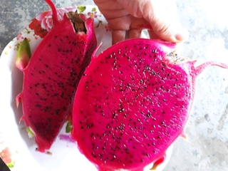3 cây giống thăng long đỏ