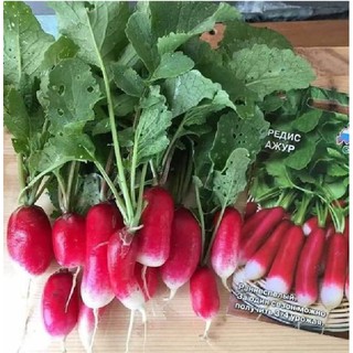 Hạt giống củ cải dài đỏ - Gói 20gram