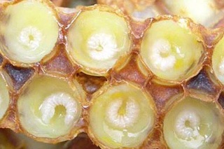🐝SỮA ONG CHÚA NGUYÊN CHẤT 🐝