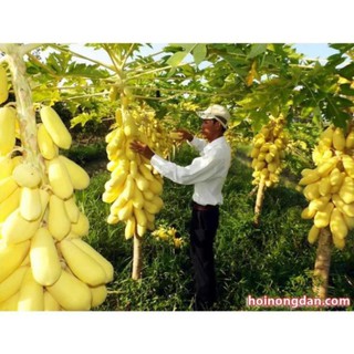 BỘ HẠT GIỐNG ĐU ĐỦ VÀNG LÙN F1 CAO SẢN
