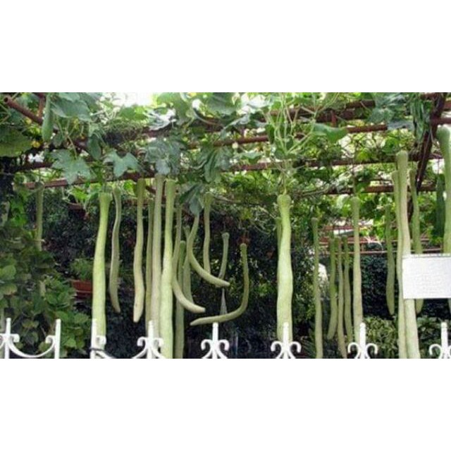 Hạt giống bầu dài 2m Bầu Siêu Dài 5 Hạt luckyseed hạt siêu rẻ