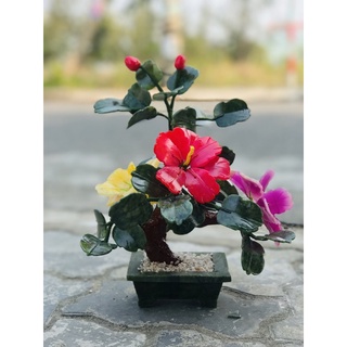 Cây hoa đá phong thuỷ 25cm