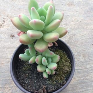 Sen Đá Sỏi Xanh Cổ Thụ