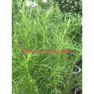 chậu cây thì là thân gỗ (5-7 cây)