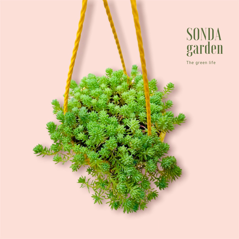 Sen đá sedum cơm SONDA GARDEN trồng chậu treo đường kính 9cm, cây cảnh trang trí nhà cửa, lỗi 1 đổi 1