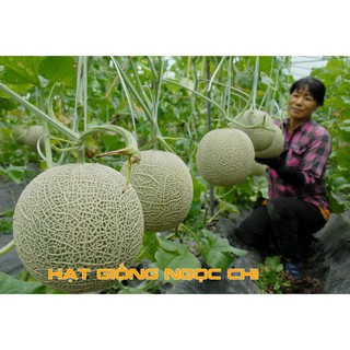 Hạt Giống Dưa Lưới Tròn - 10 Hạt