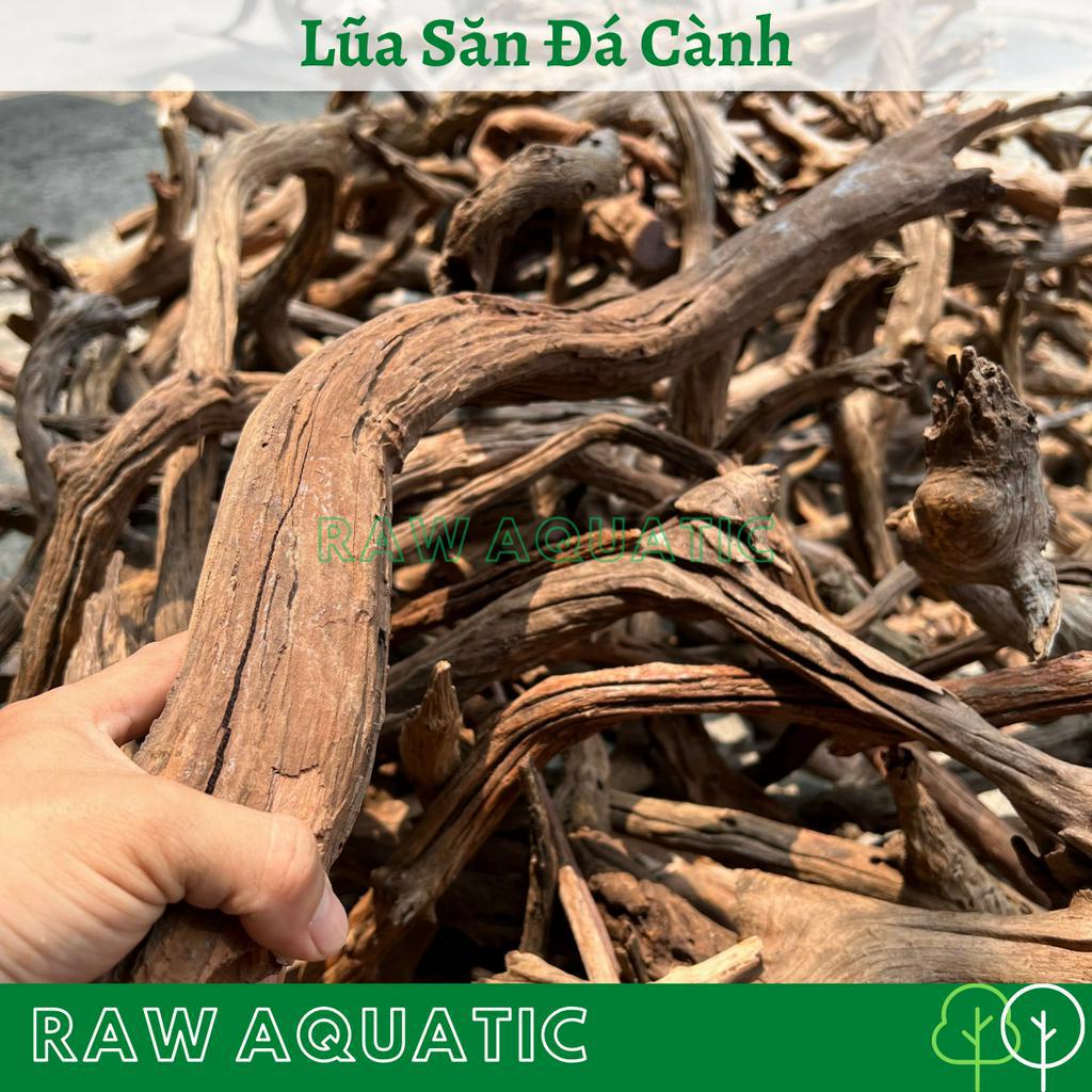 Lũa Săn Đá Cành Trang Trí, Setup Bể Cá Cảnh, Bể Thủy Sinh