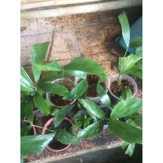 cây đủng đỉnh bầu đất không chậu