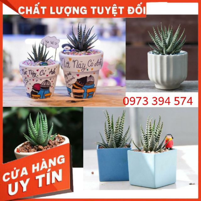 Cây Móng Rồng   [FREESHIP]  Cây Viền Trắng Để Bàn Sống Khỏe Dễ Chăm Sóc