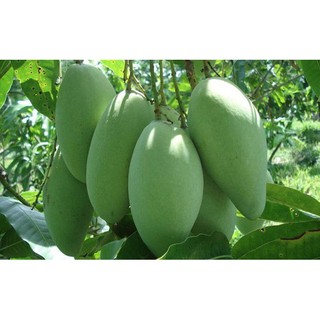CÂY XOÀI THÁI XANH
