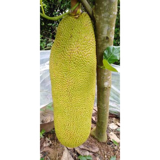 Cây Mít Mã Lai giống chuẩn