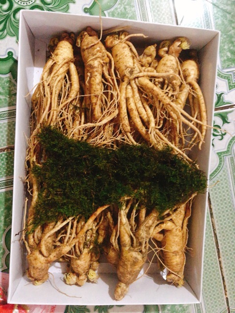 SÂM TƯƠI 1 CỦ GIÁ CHỈ 98k | BigBuy360 - bigbuy360.vn