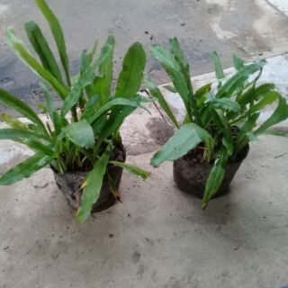 1 bầu rau mùi tàu