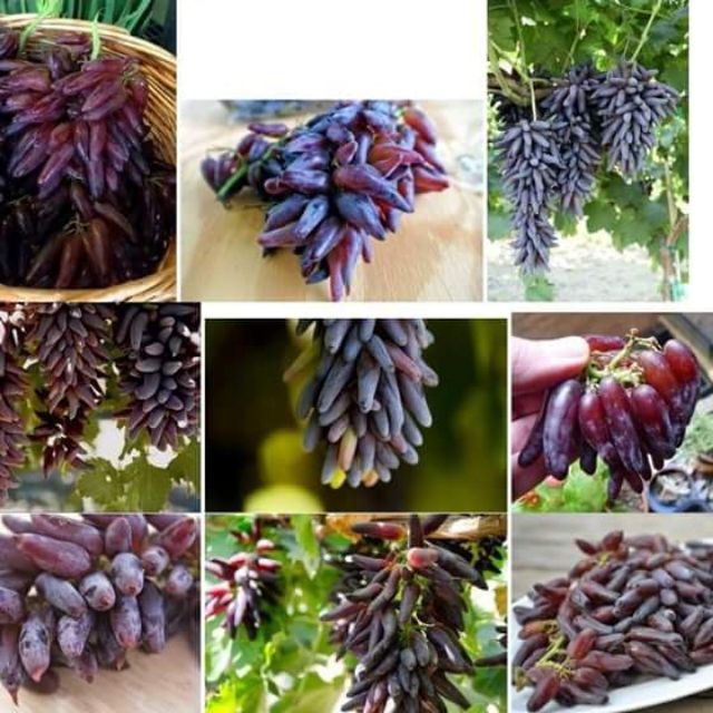 Hạt giống nho móng tay