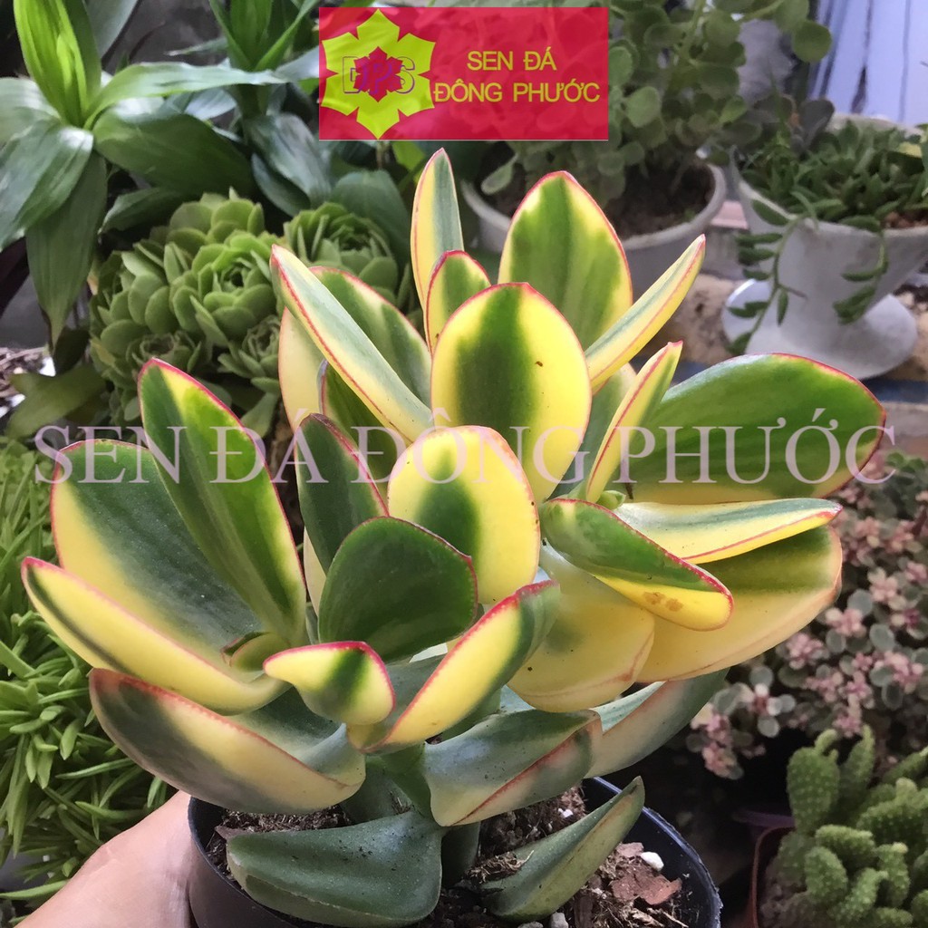SEN ĐÁ THẠCH BÍCH VAR CHẬU LỚN - Sen Đá xương rồng cây phong thuỷ văn phòng đẹp