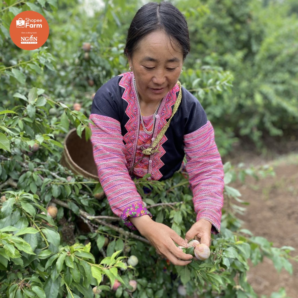 [HN] 1KG VIP 1 MẬN HẬU SƠN LA GIÒN TƯƠI CHÍN MỌNG | BigBuy360 - bigbuy360.vn