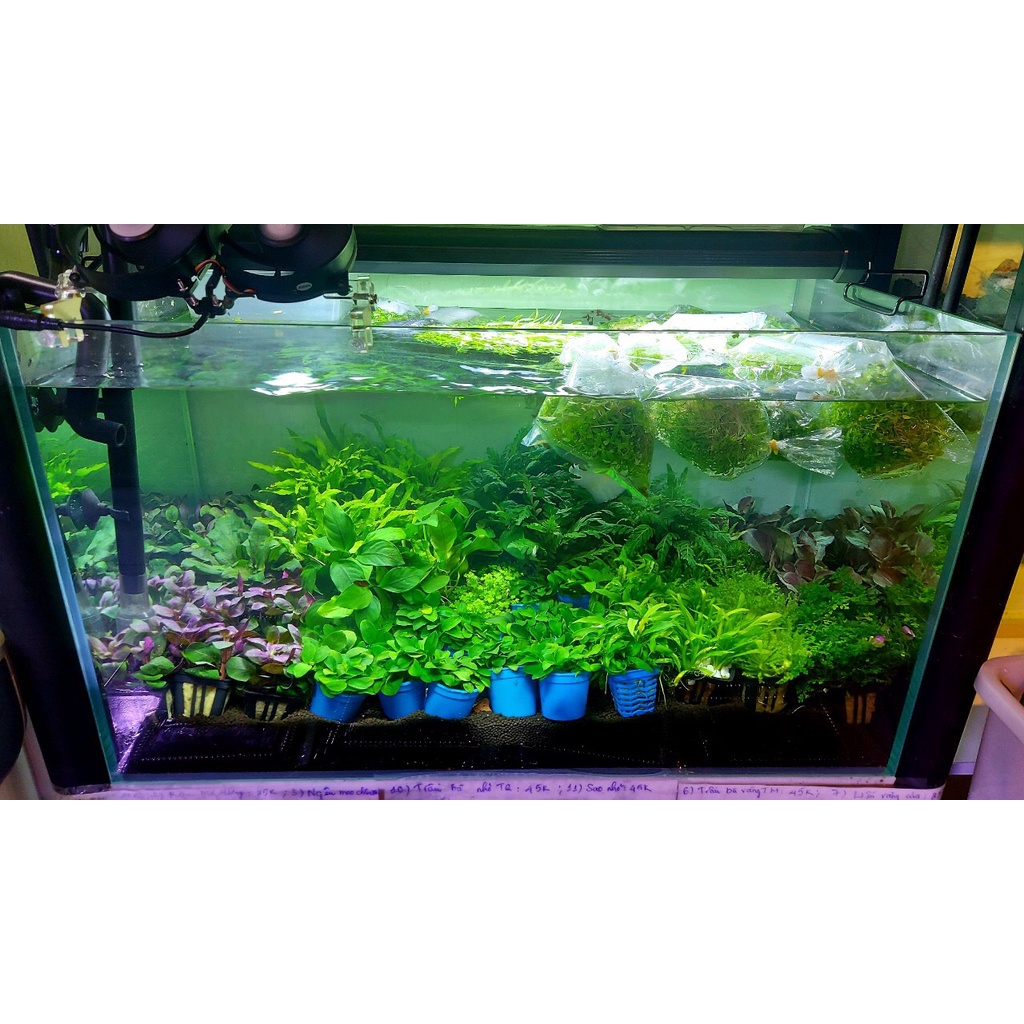 TIÊU THẢO NÂU THUỶ MỘC - CÂY THUỶ SINH DỄ TRỒNG, SIÊU ĐẸP, MÀU LONG LANH VÀ PHÁT TRIỂN TỐT CHO BỂ THUỲ SINH