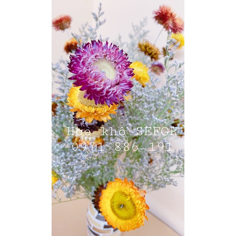 Hoa sao đuôi công khô mix bất tử ❤️ Hoa khô ❤️ trang trí phong cách Vintage (GIÁ KHÔNG BAO GỒM BÌNH)