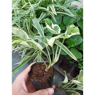 trầu bà Cẩm thạch - bầu đất