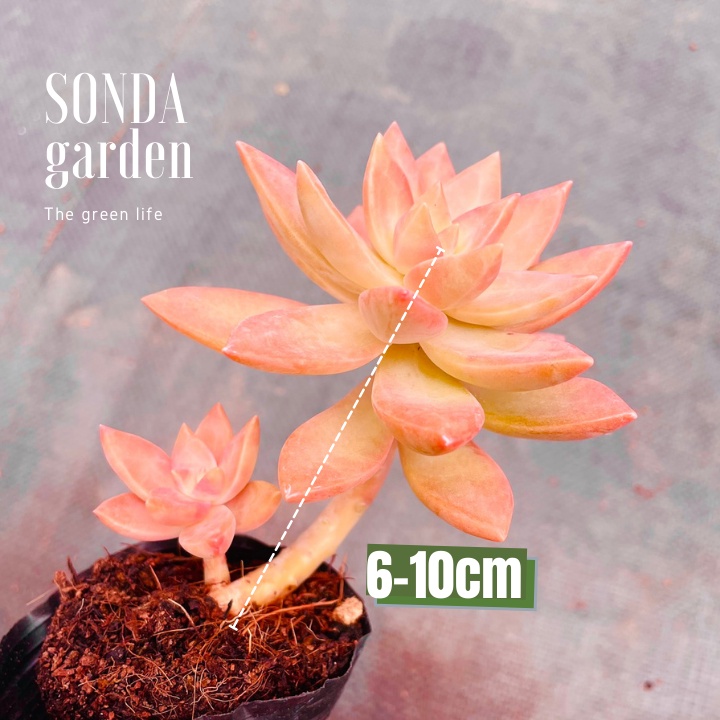 Sen đá đá đỏ cổ thụ SONDA GARDEN size bé 5-8cm, xuất xứ Đà Lạt, khoẻ đẹp, lỗi 1 đổi 1