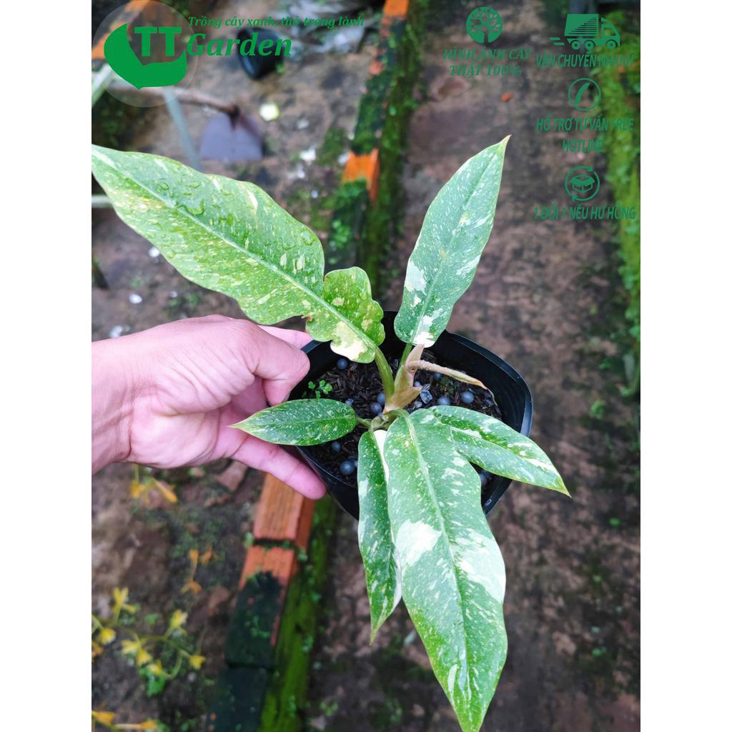 Trầu bà Cung đàn, Philodendron Ring Of Fire var, trồng trong nhà, trồng ngoài trời, trồng sân vườn, decor trang trí