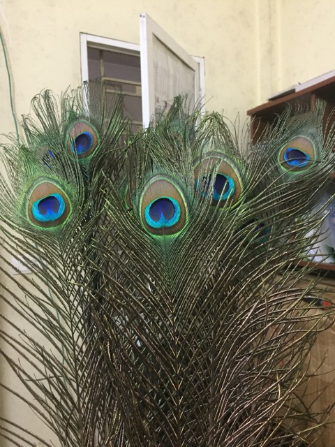 Lông công 100cm tự nhiên LOẠI 1 to đại | BigBuy360 - bigbuy360.vn