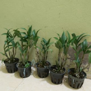 Lan denzo mini cây đang thắt ngọn