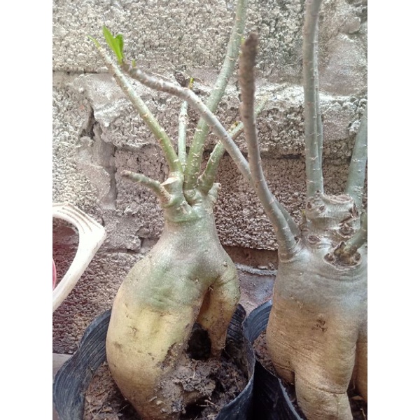 Cây Hoa Sứ Thái Cánh Kép
