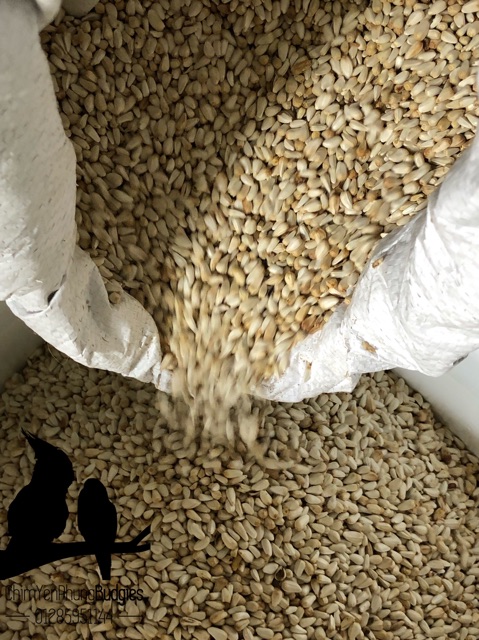 Hạt kham trắng (Safflower Seed)- thức ăn: Vẹt • Sóc • Hamster.