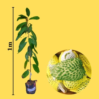 Combo 2 Cây giống Na Sầu Riêng