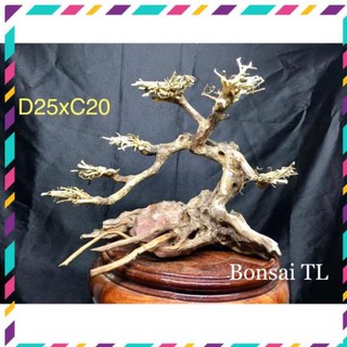 [Siêu Rẻ] Bonsai cho bể cá thuỷ sinh D25xC20