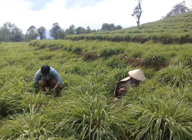 Tinh dầu xả nguyên chất Mường Tè