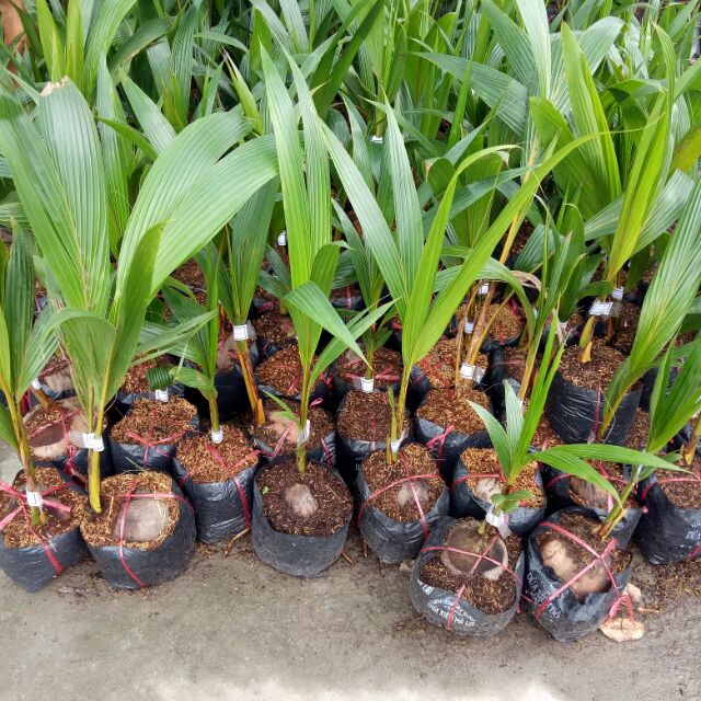 Cây dừa xiêm lùn