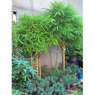 CHẬU CÂY TRÚC ĐÙI GÀ ĐẸP