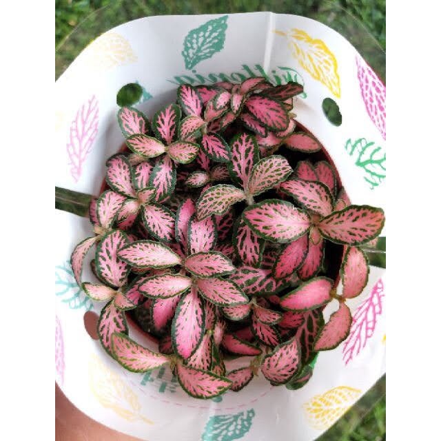 Combo 4 chậu cẩm nhung đủ màu