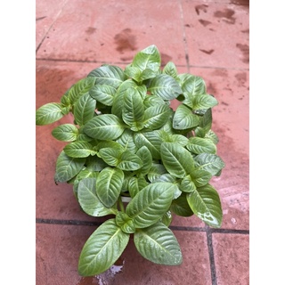 Cây quế vị (xá xị)