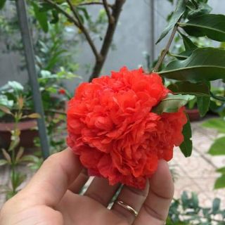 CÂY LỰU HẠNH HAY CÒN GỌI LƯU HoA