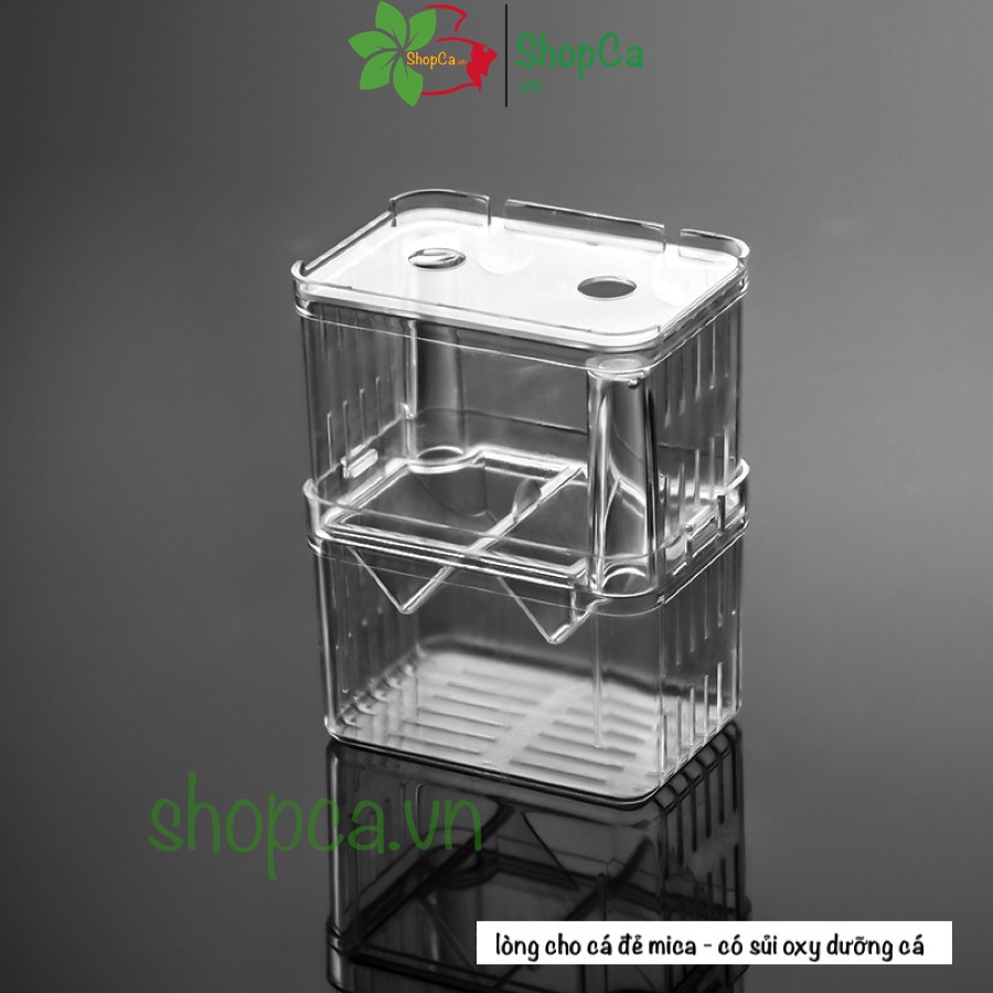 Lồng đẻ cho cá, tép bằng mika, box tách cá đẻ, có vòi sủi oxy dưỡng cá kích thước 10.2*8.2*13.3CM
