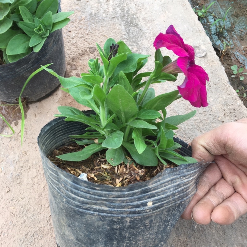 Cây Hoa Dạ Yên Thảo ĐỨNG Nhiều Màu,Nhiều Nụ