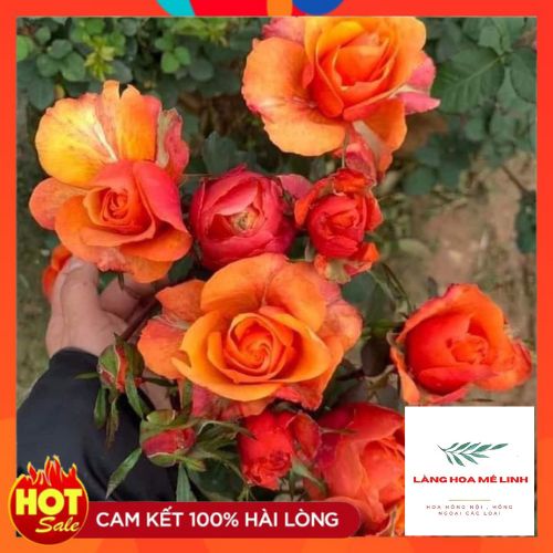 Hoa Hồng Tezza Cam Lửa Cháy giống hồng siêu hot sai hoa bền bỉ -- LÀNG HOA MÊ LINH