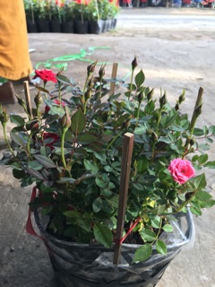 Hồng tỷ muội