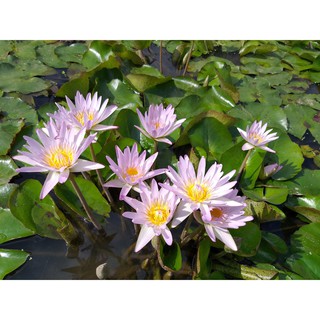 Cây hoa súng thái lan màu trắng hồng Đ-09