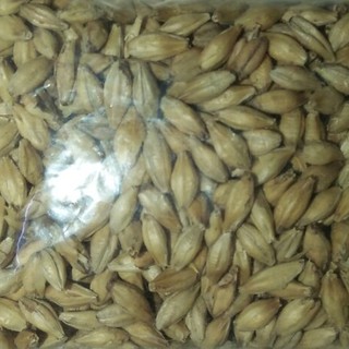 đại mạch cho hamster